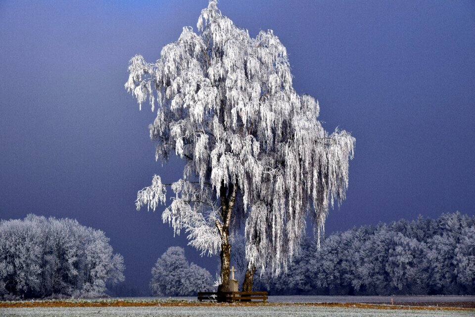 Winter trees nature snow photo