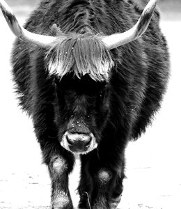 Horns black and white animal portrait