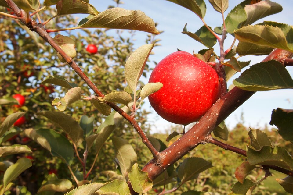 Red tree brown apple