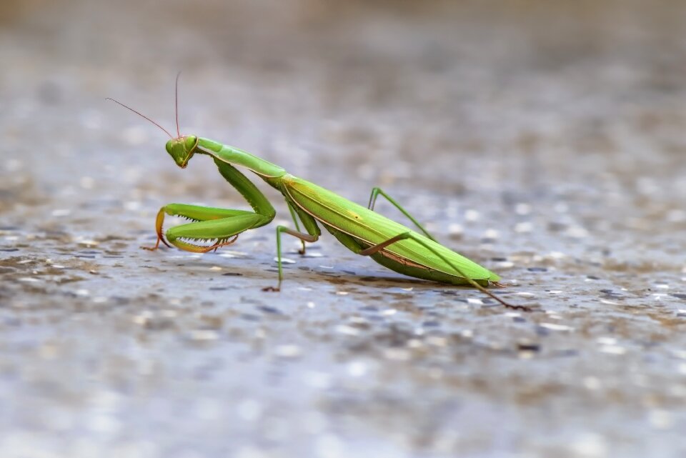 Green mantis religiosa nature
