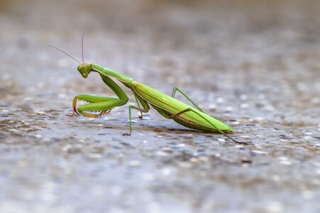 Green mantis religiosa nature photo