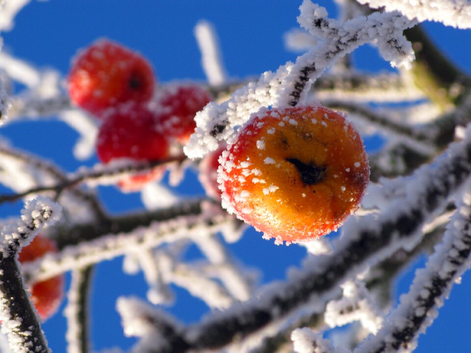 Frost cold nature
