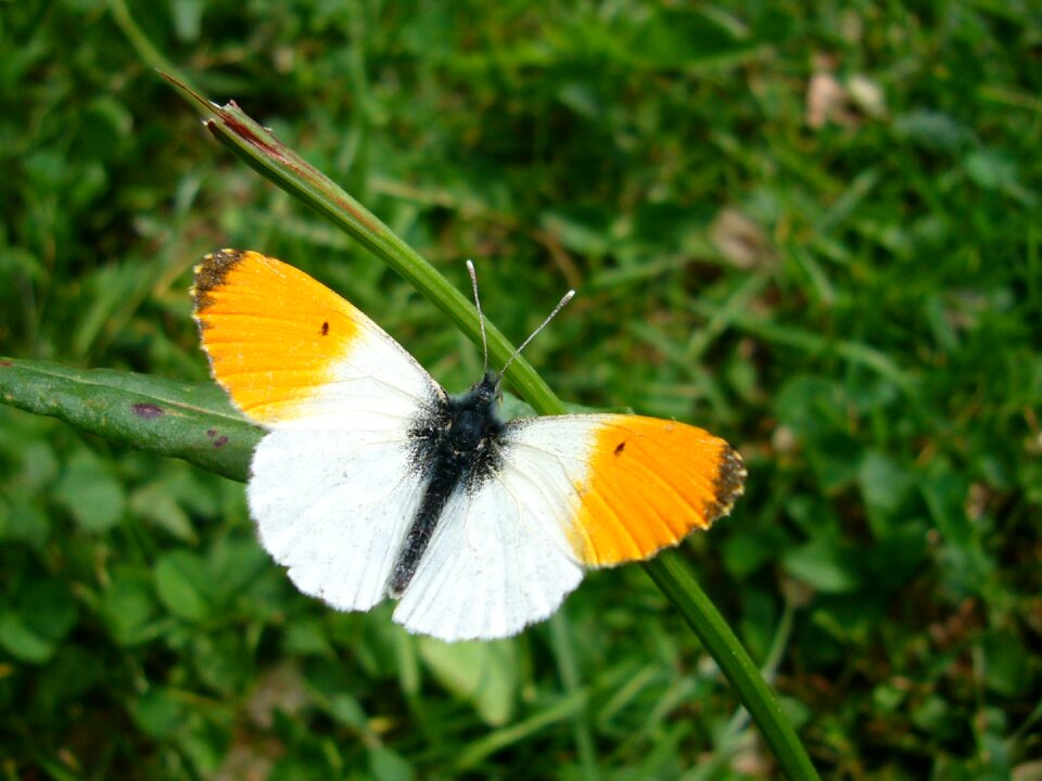 Butterfly aurora butterfly Free photos