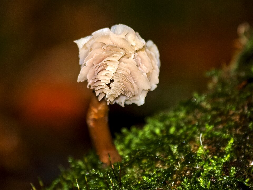 Autumn forest nature