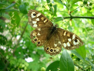 Forest board game butterfly Free photos