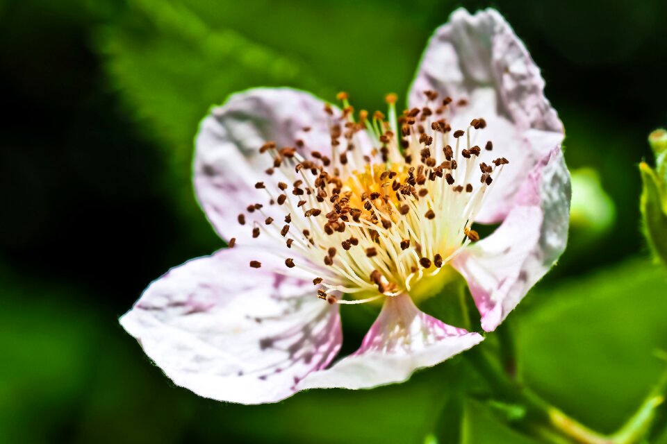 Blossom bloom white