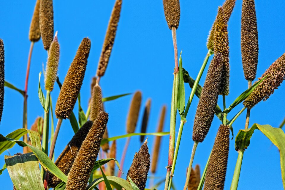 Pearl millet tube piston millet pennisetum glaucum