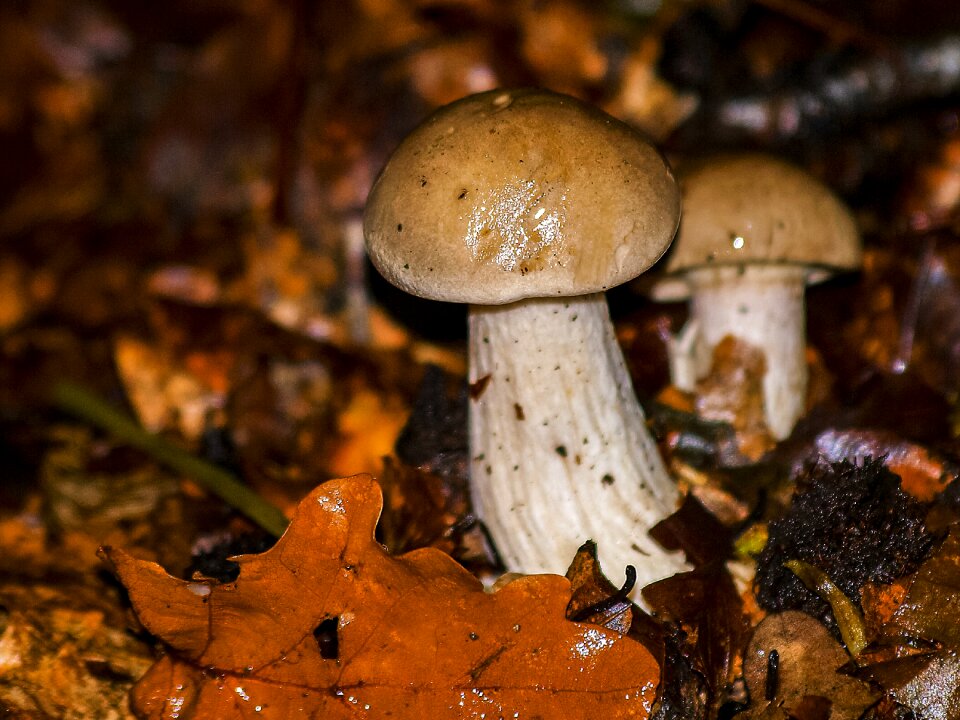 Autumn forest nature