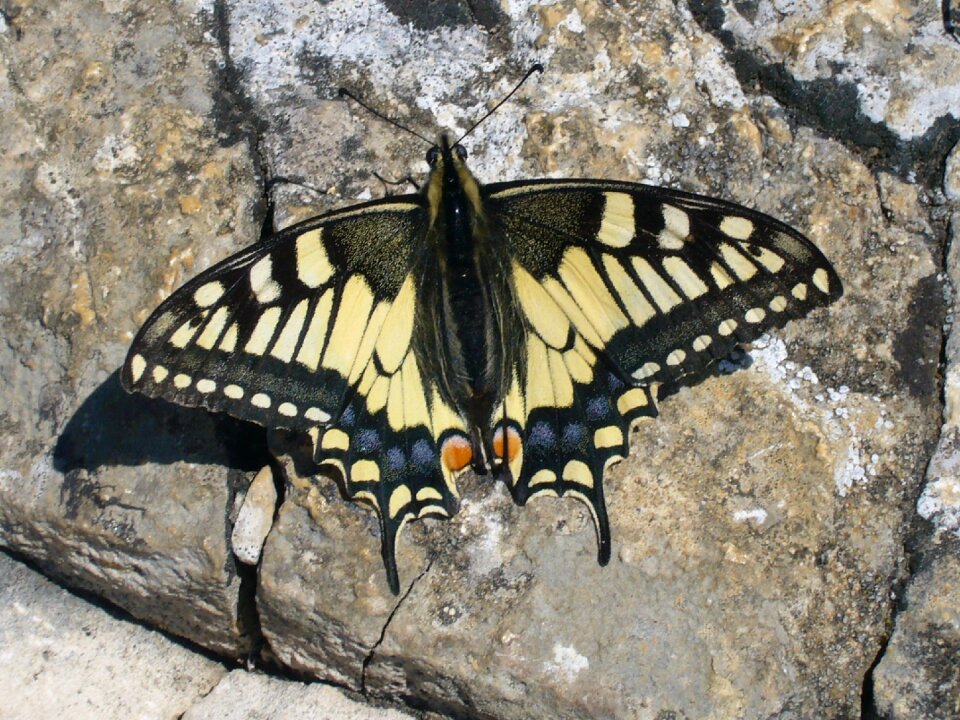 Butterfly dovetail Free photos