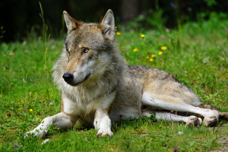 Carnivores mammal dormant