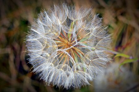 Flower dandelion flying seeds