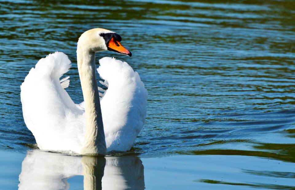 Animal white schwimmvogel