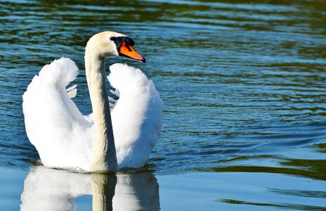 Animal white schwimmvogel photo