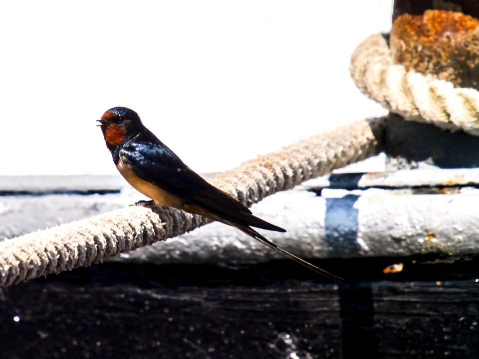 Songbird nature animal