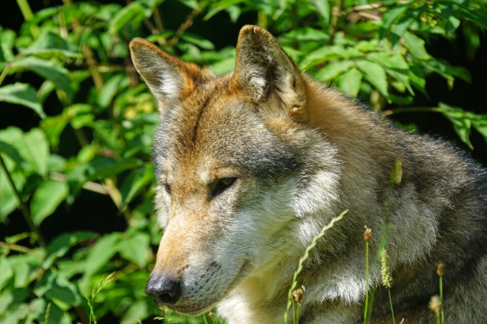 Carnivores mammal portrait