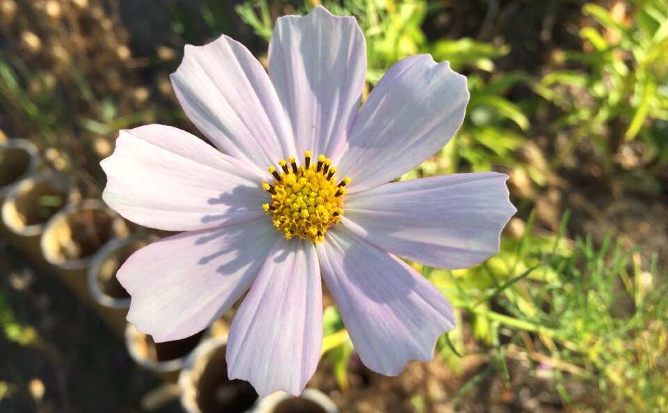 Flowers dacha cosmea