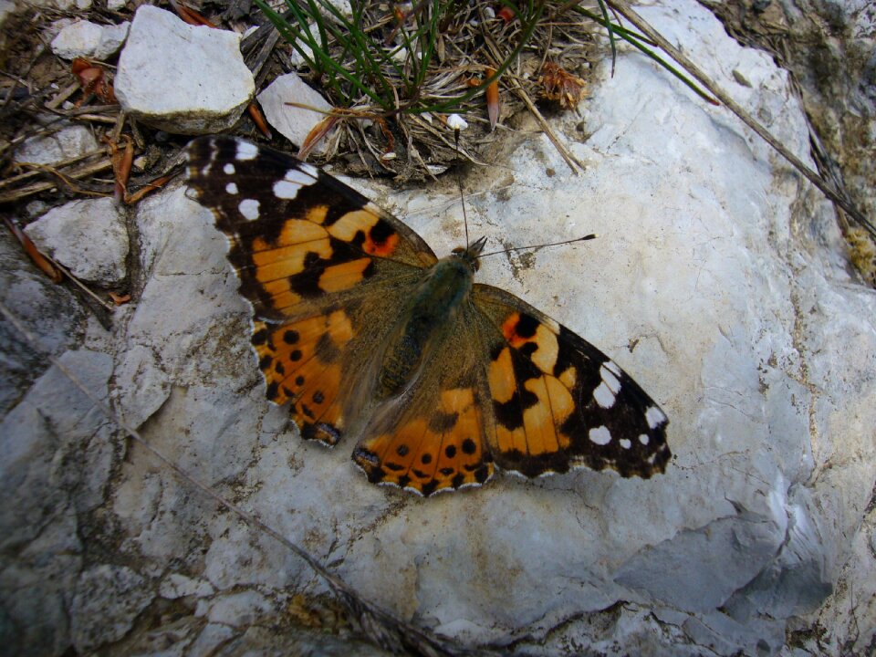 Butterfly vanessa cardui Free photos