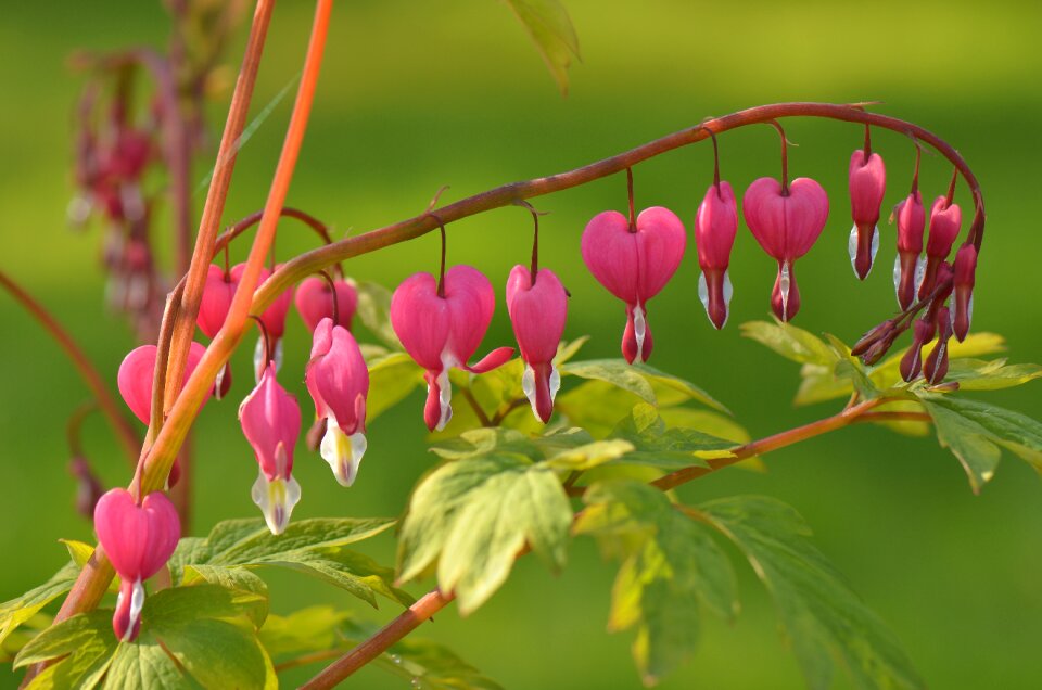 Blossom bloom nature