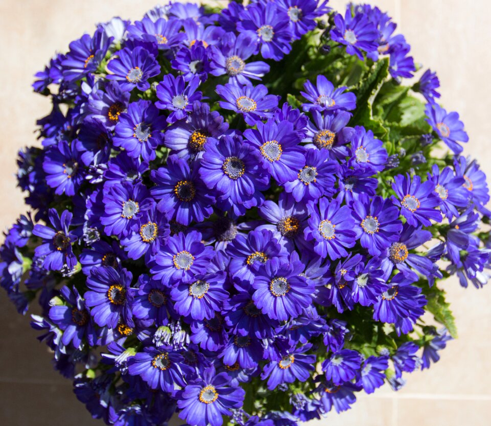 Plant potted plants sunshine