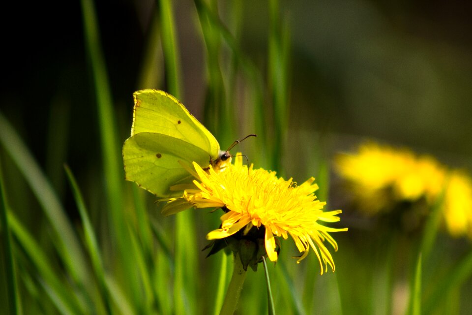 Close up yellow nature