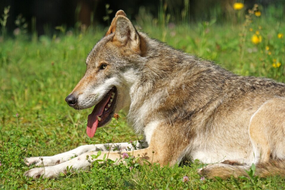 Carnivores mammal dormant