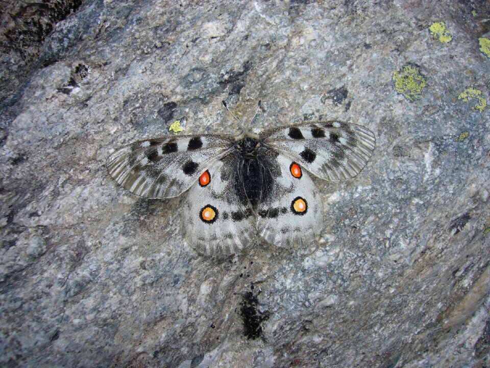 Butterfly apollo Free photos