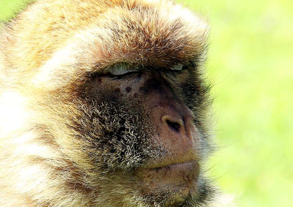 Young animal animal portrait