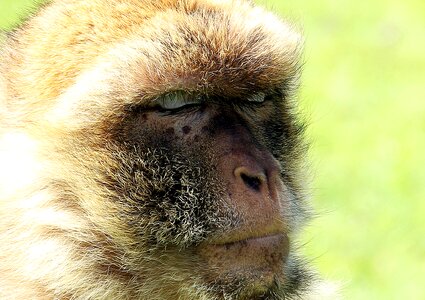 Young animal animal portrait