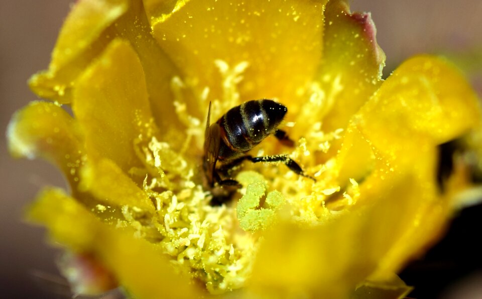 Bee in cactus flower yellow yellow flower