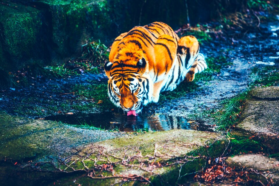 Beautiful predator drinking