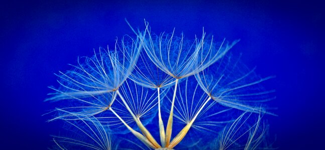 Flower dandelion flying seeds