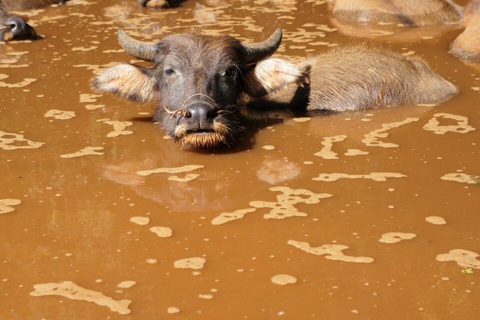 Buffalo water wild animals