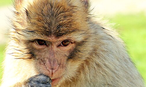 Young animal animal portrait