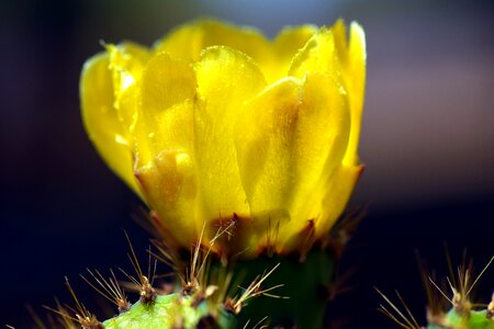 Yellow flower flower beautiful photo