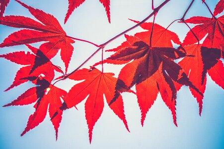 Leaves maple leaves stem photo