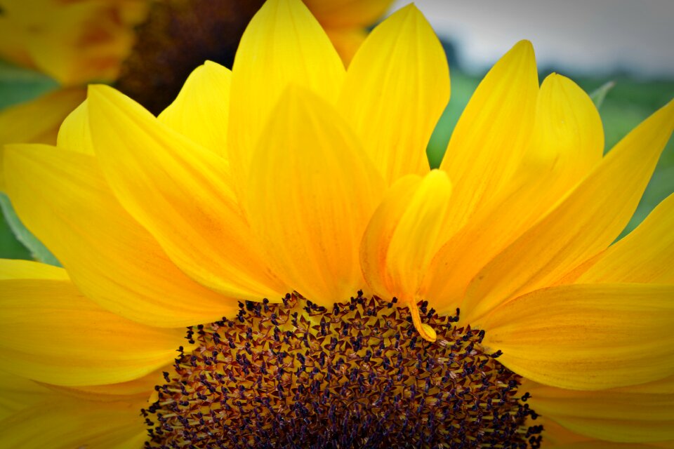 Plant yellow nature