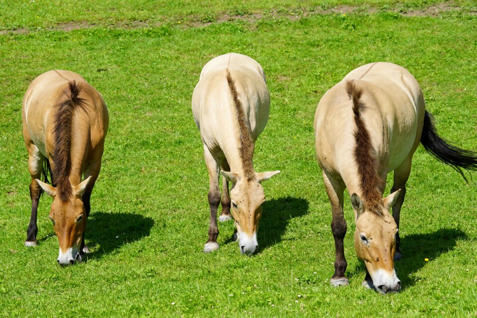 Perissodactyla mammal animals