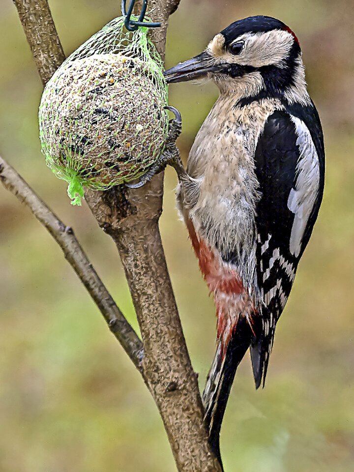 Songbird garden bird nature