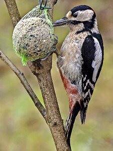 Songbird garden bird nature