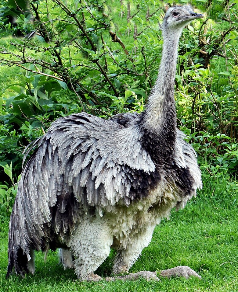 Big bird animal nature