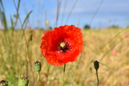 Klatschmohn flower red poppy