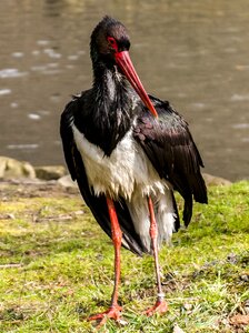 Bird nature animal