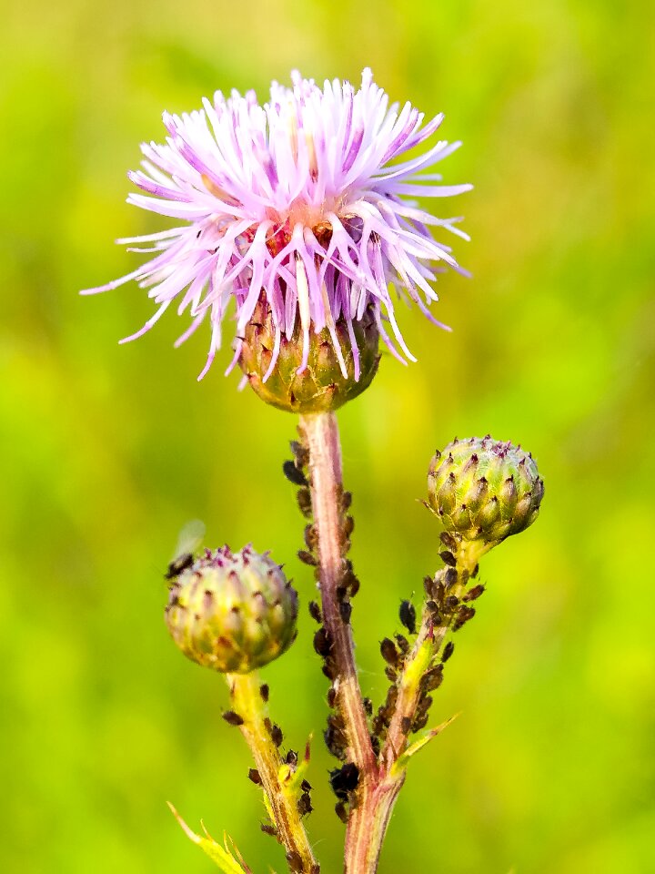 Bloom plant nature