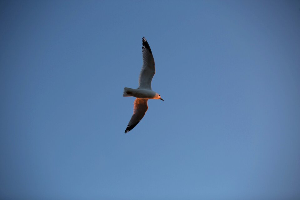 Passion peace seagull