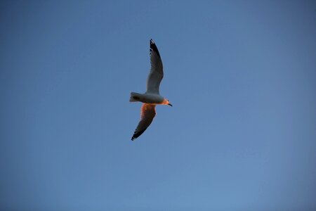 Passion peace seagull