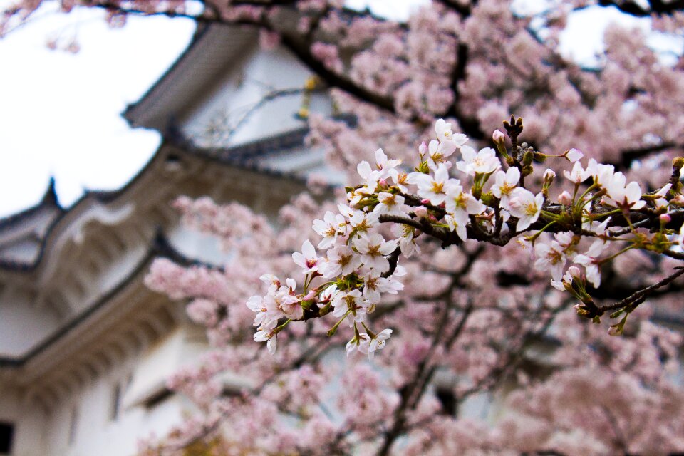 Palace heaven blossom