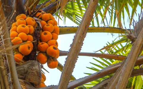 Nigeria fruits palm tree