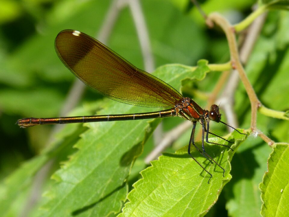 Calopteryx haemorrhoidalis beauty iridescent