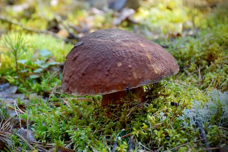 Summer moss brown