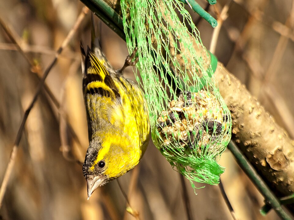 Garden bird nature animal